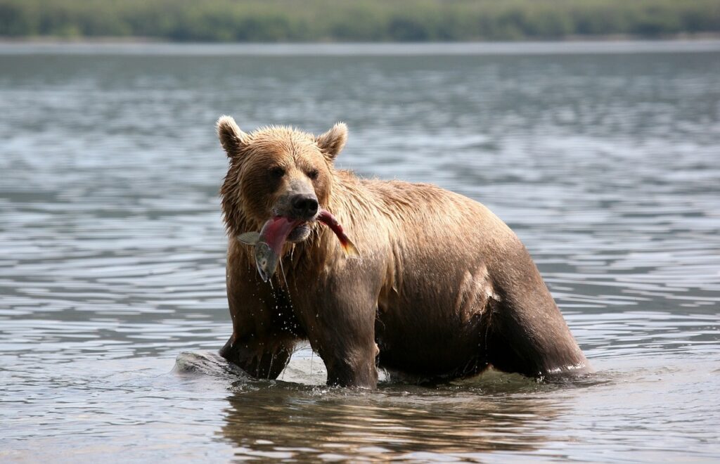 brown bear, predator, wild beast-2514853.jpg